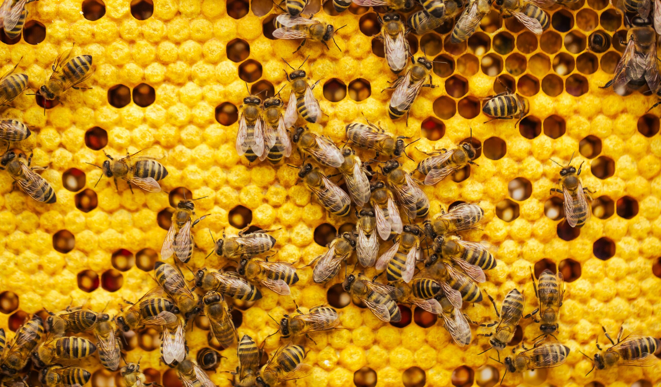 bees on a beehive